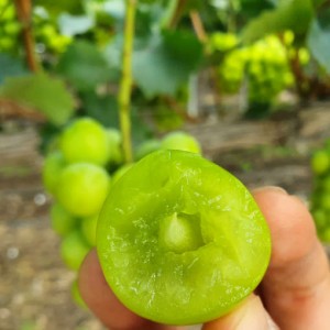 [프리미엄정과] 푸비앙 18브릭스 고당도 달콤 청포도 샤인머스켓