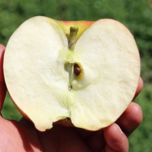 [프리미엄정과] 푸비앙 산지직송 초특가 꿀당도 햇 홍로 사과 