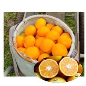 제주 산지직송 극조생감귤 대과